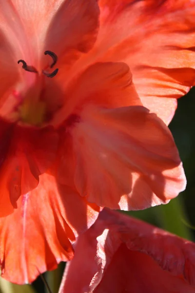 Красный гладиолус в саду — стоковое фото