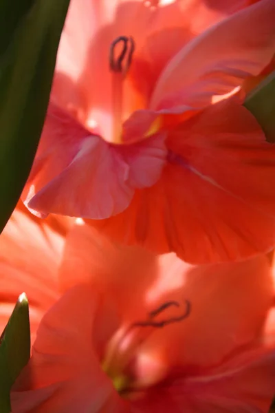 Červený gladiol v zahradě — Stock fotografie