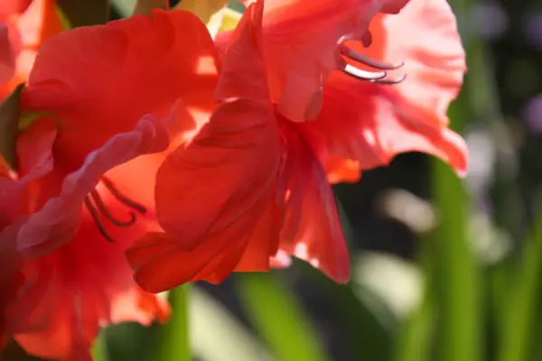 Rote Gladiolen im Garten — Stockfoto