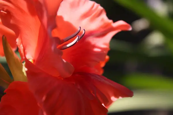 Gladiolo rosso in giardino — Foto Stock