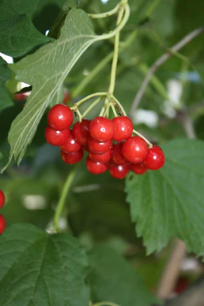 Red viburnum in the garden — Stock Photo, Image