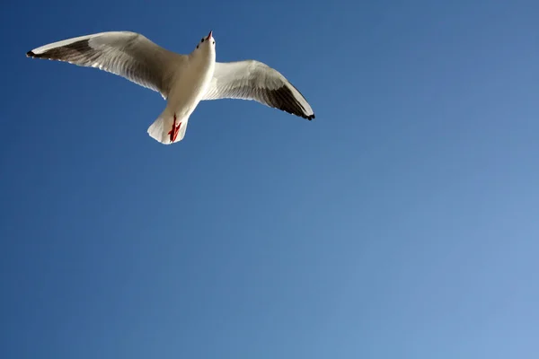 Mås Som Flyger Skyn — Stockfoto