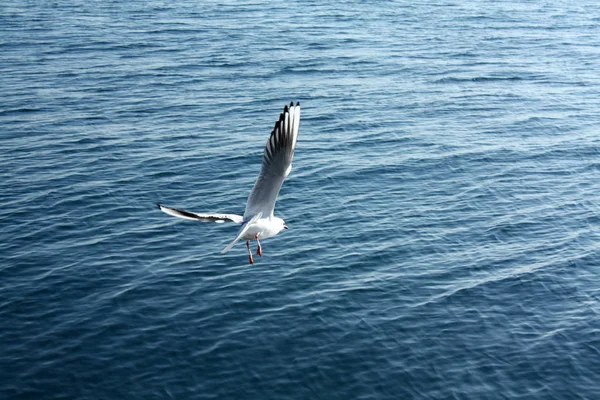 Seagull Flying Sky — Stock Photo, Image