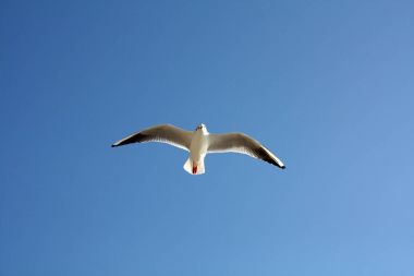 Martı gökyüzünde uçuyor.