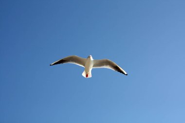 Martı Adriyatik Denizi