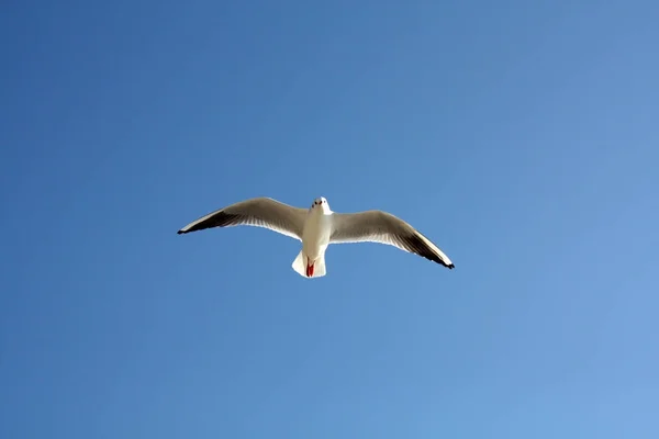 空を飛ぶカモメ — ストック写真