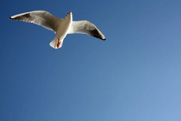 Seagull in Adriatic Sea