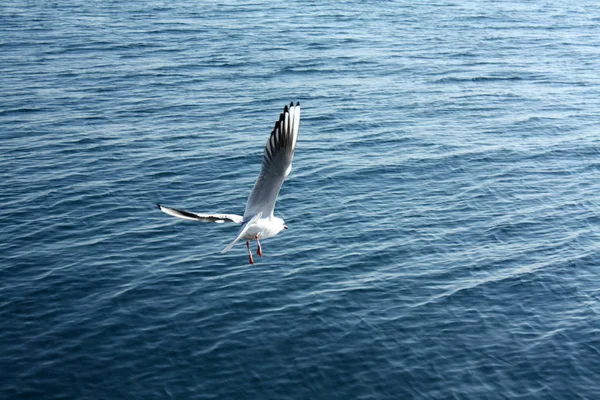 Чайка Адриатическом Море — стоковое фото