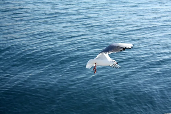 亚得里亚海海鸥 — 图库照片