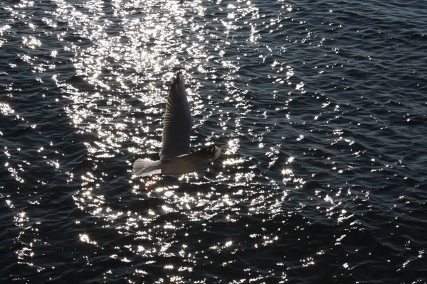 Mouette Dans Mer Adriatique — Photo