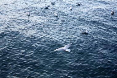 Martı Adriyatik Denizi