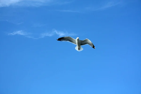 Seagull in Adriatic Sea