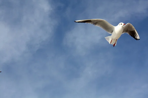 空を飛ぶカモメ — ストック写真