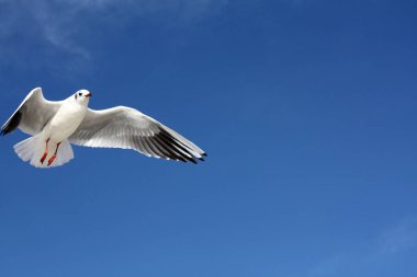Martı gökyüzünde uçuyor.