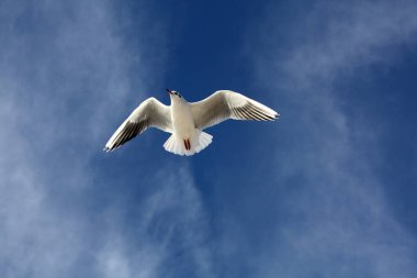 Martı gökyüzünde uçuyor.