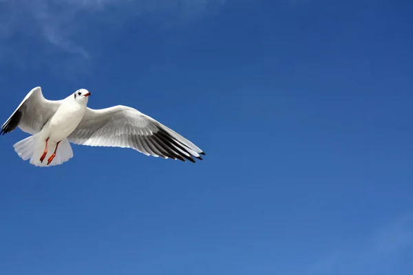 Gabbiano Che Vola Nel Cielo — Foto Stock