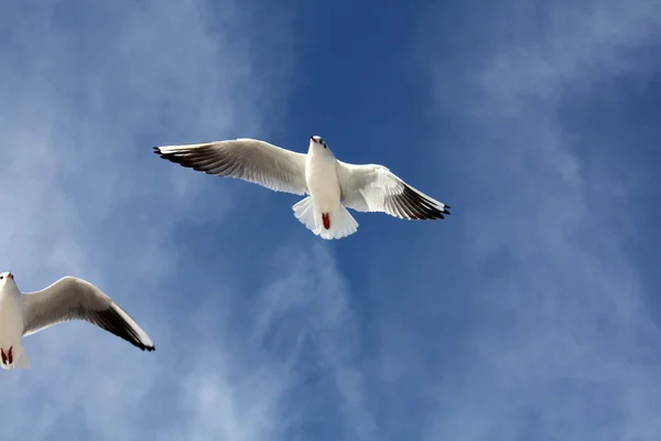 Mås Som Flyger Skyn — Stockfoto