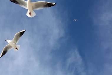 Martı gökyüzünde uçuyor.