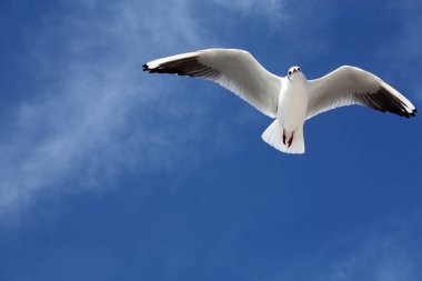 Martı gökyüzünde uçuyor.