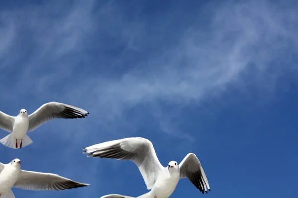 Möwe Fliegt Den Himmel — Stockfoto