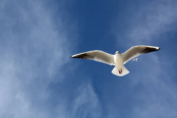 Mås Som Flyger Skyn — Stockfoto