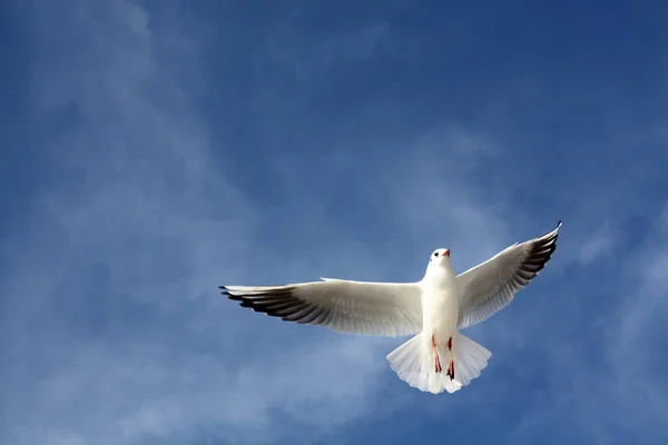 Mås Som Flyger Skyn — Stockfoto