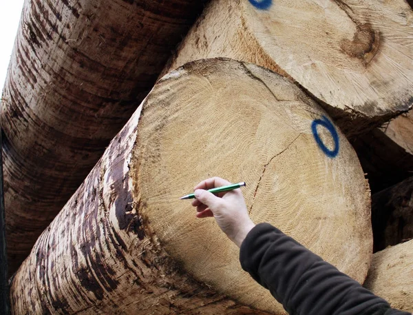 Background of round timber wood at production at the factory
