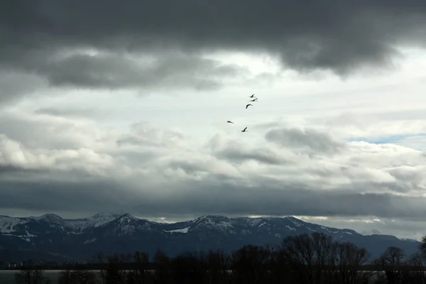 Χειμερινό Τοπίο Ιπτάμενα Κύκνοι Στον Ουρανό — Φωτογραφία Αρχείου