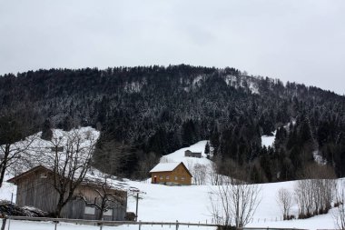  Avusturya ve İsviçre Alpleri'nde karda orman