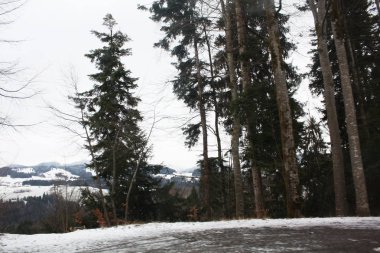  Avusturya ve İsviçre Alpleri'nde karda orman