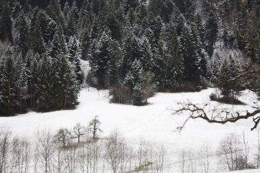  Avusturya ve İsviçre Alpleri'nde karda orman