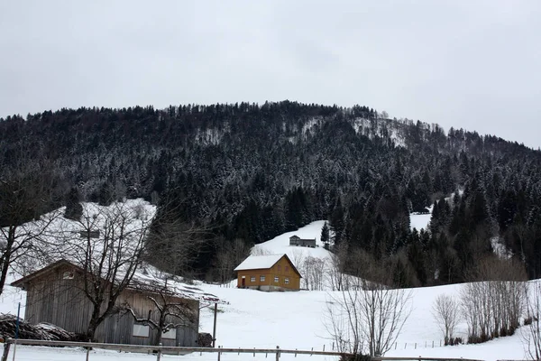 Forêt Dans Neige Dans Les Alpes Autriche Suisse — Photo