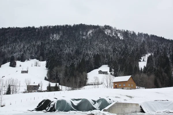 Floresta Neve Nos Alpes Áustria Suíça — Fotografia de Stock