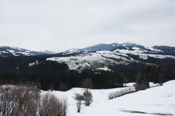 Floresta Neve Nos Alpes Áustria Suíça — Fotografia de Stock