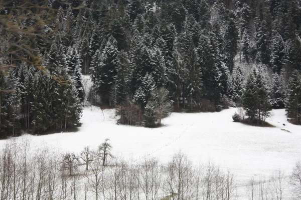 Skogen Snön Alperna Österrike Och Schweiz — Stockfoto