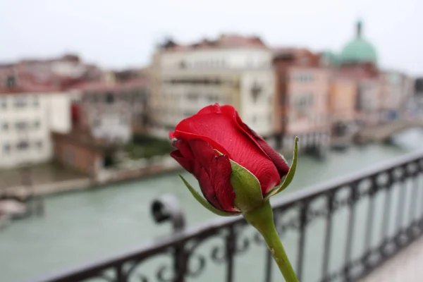 Rosa Roja Venecia — Foto de Stock