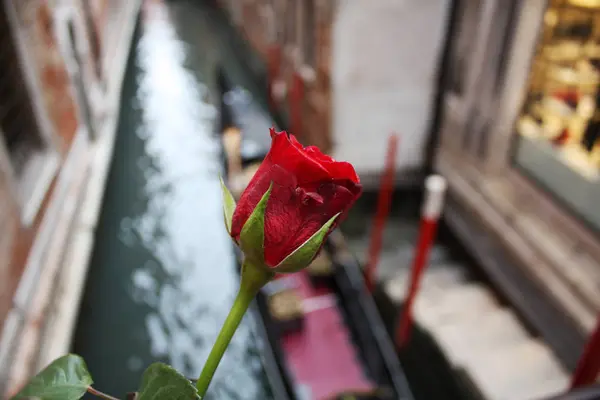 Rosa Roja Venecia —  Fotos de Stock