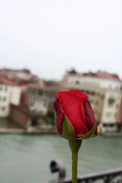 Rosa Roja Venecia — Foto de Stock