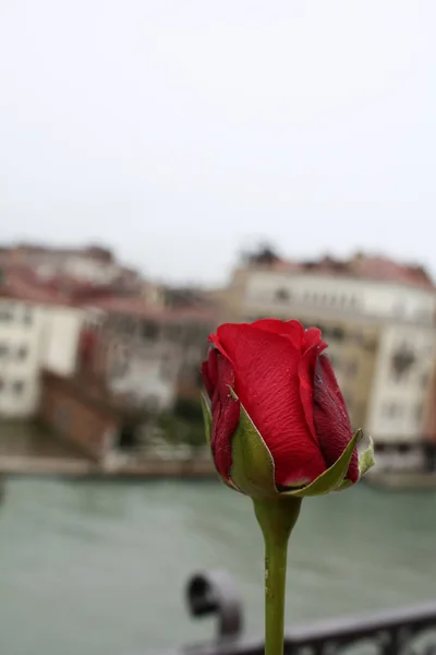 Rosa Roja Venecia — Foto de Stock