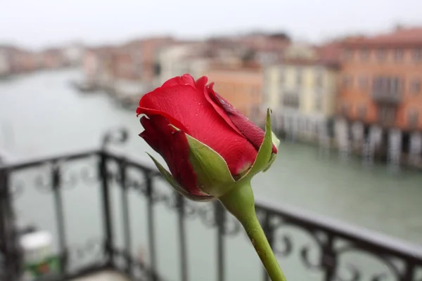 Röd Ros Venedig — Stockfoto