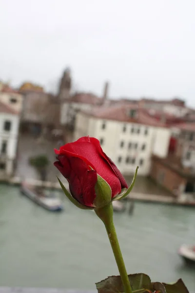 Rosa Roja Venecia Italia — Foto de Stock