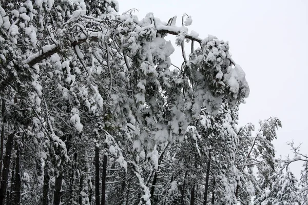 Invierno Bosque Pinos Nieve —  Fotos de Stock