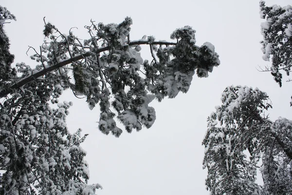 Vintern Tallskog Snö — Stockfoto