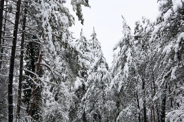 Forêt Pins Hiver Dans Neige — Photo