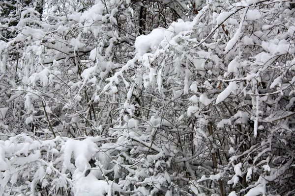 Téli Erdő Hóban — Stock Fotó