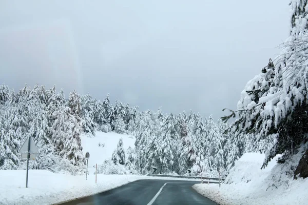Vinterskog Snö — Stockfoto