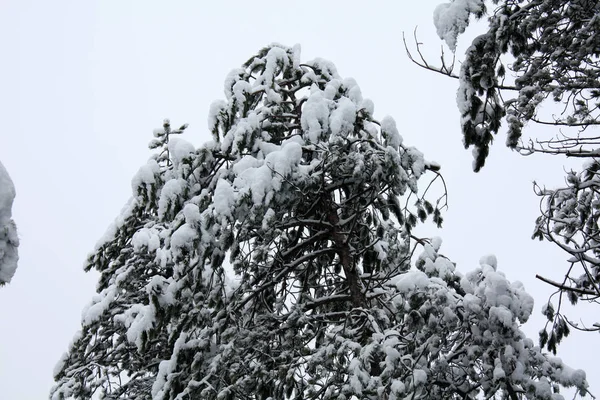 Forêt Hivernale Dans Neige — Photo