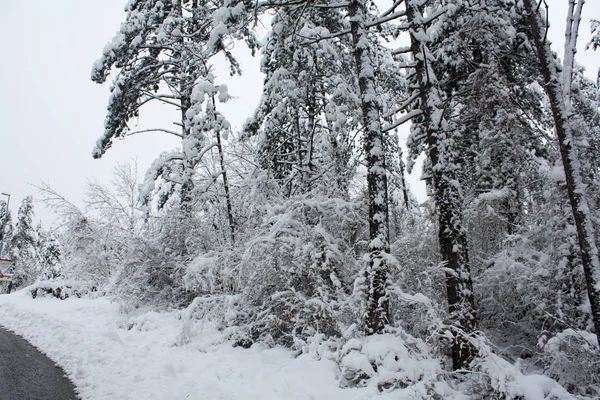 Vinterskog Snö — Stockfoto