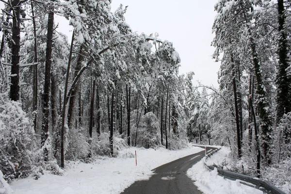 Forêt Hivernale Dans Neige — Photo