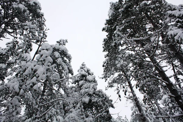 Forêt Hivernale Dans Neige Dans Les Alpes — Photo